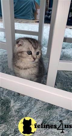 Scottish Fold kitten for sale