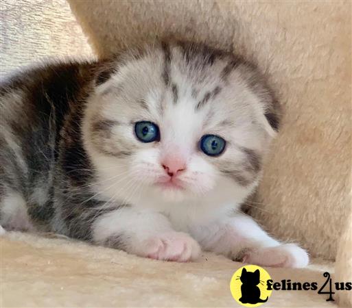 Scottish Fold kitten for sale