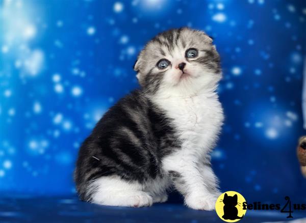 Scottish Fold kitten for sale