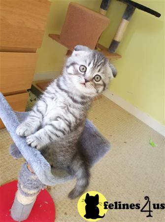 Scottish Fold kitten for sale