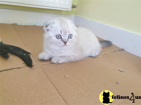 Scottish Fold kitten for sale