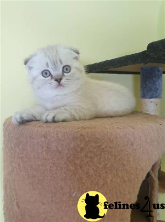 Scottish Fold kitten for sale