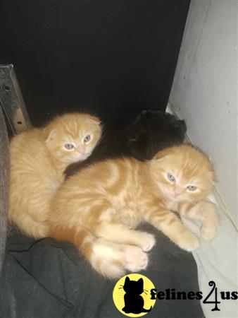Scottish Fold kitten for sale