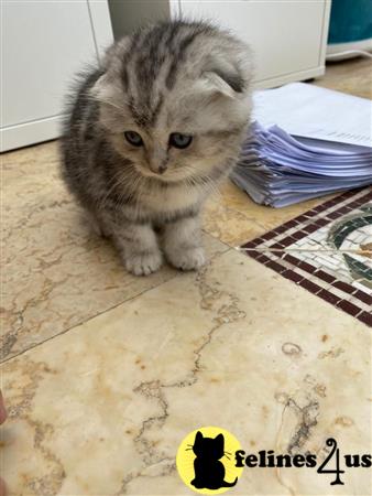 Scottish Fold kitten for sale