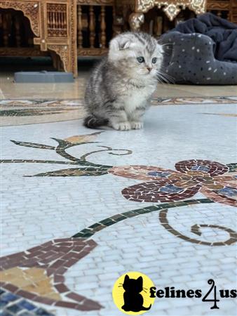 Scottish Fold kitten for sale