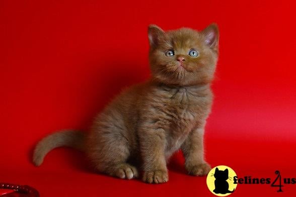 British Shorthair kitten for sale