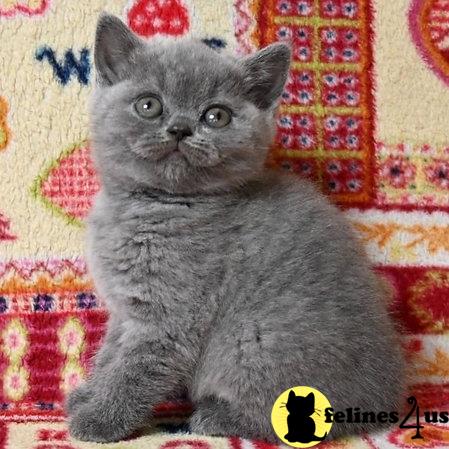 British Shorthair kitten for sale