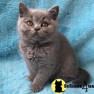 British Shorthair kitten for sale