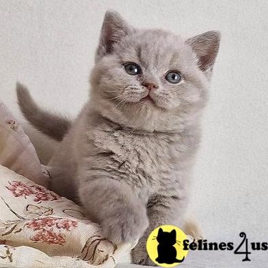 British Shorthair kitten for sale