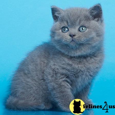 British Shorthair kitten for sale