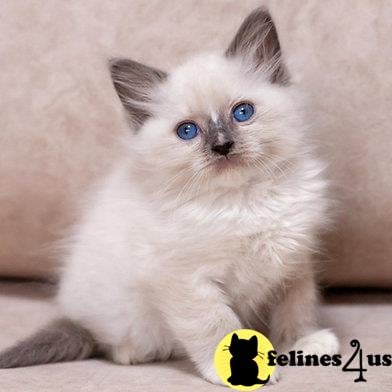 Ragdoll kitten for sale