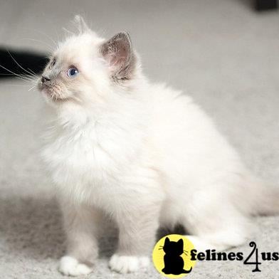 Ragdoll kitten for sale