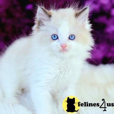 Ragdoll kitten for sale