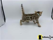 bengal kitten posted by kittygoals95