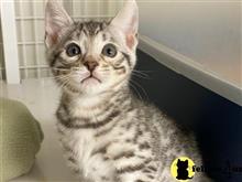 bengal kitten posted by kittygoals95