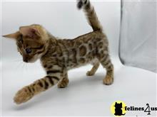 bengal kitten posted by kittygoals95