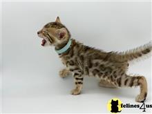 bengal kitten posted by kittygoals95