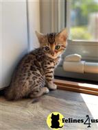 bengal kitten posted by kittygoals95