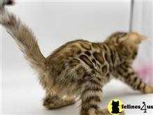 bengal kitten posted by kittygoals95
