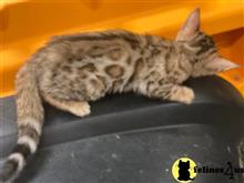 bengal kitten posted by kittygoals95