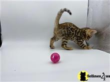 bengal kitten posted by kittygoals95