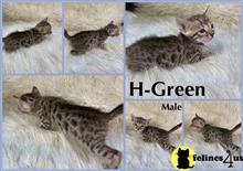 bengal kitten posted by kittygoals95