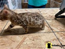 bengal kitten posted by kittygoals95