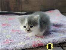 munchkin kitten posted by kittygoals95