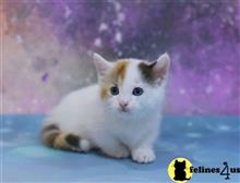 munchkin kitten posted by kittygoals95