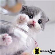 munchkin kitten posted by kittygoals95