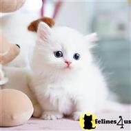 munchkin kitten posted by kittygoals95