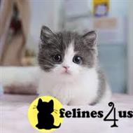 munchkin kitten posted by kittygoals95