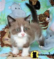 munchkin kitten posted by kittygoals95