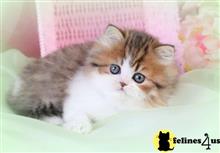 munchkin kitten posted by kittygoals95
