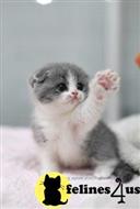 munchkin kitten posted by kittygoals95
