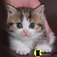 munchkin kitten posted by kittygoals95