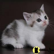 munchkin kitten posted by kittygoals95