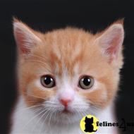 munchkin kitten posted by kittygoals95