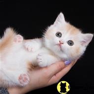 munchkin kitten posted by kittygoals95