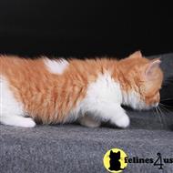 munchkin kitten posted by kittygoals95