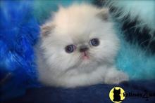 persian kitten posted by kittygoals95