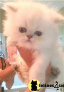 persian kitten posted by kittygoals95