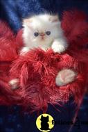 persian kitten posted by kittygoals95