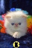 persian kitten posted by kittygoals95