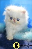 persian kitten posted by kittygoals95