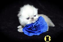 persian kitten posted by kittygoals95