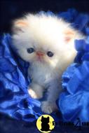persian kitten posted by kittygoals95