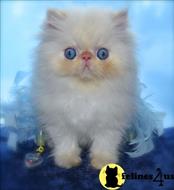 persian kitten posted by kittygoals95