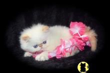 persian kitten posted by kittygoals95