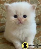 persian kitten posted by kittygoals95